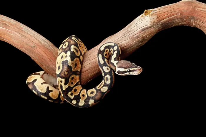 Framed Print : Ball Python on Branch