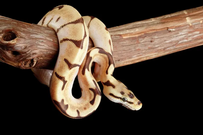 Framed Print : Ball Python Morph on Branch