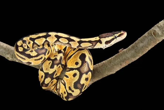 Framed Print : Ball Python (Python regius) Framed Print : Ball Python (Python regius)