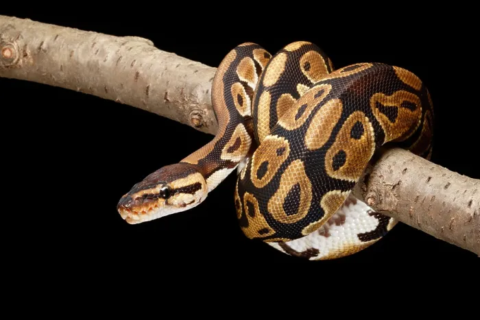 Framed Print : Ball Python (Python regius) Framed Print : Ball Python (Python regius)