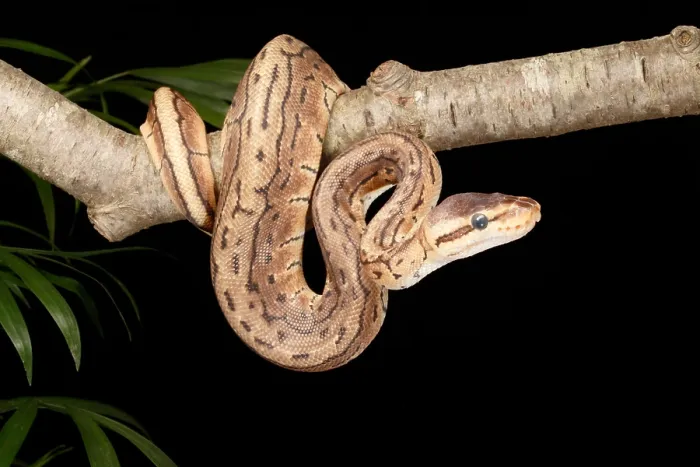 Framed Print : Ball Python (Python regius) Framed Print : Ball Python (Python regius)
