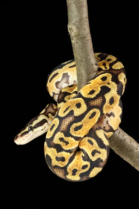 Framed Print : Ball Python (Python regius) Framed Print : Ball Python (Python regius)