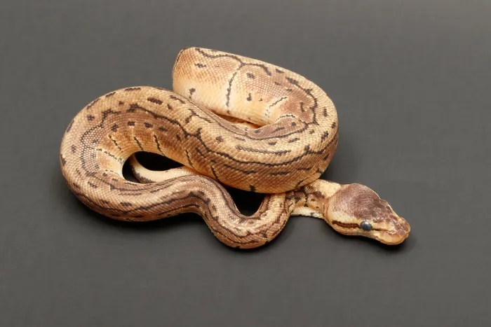 Framed Print : Ball Python (Python regius) Framed Print : Ball Python (Python regius)