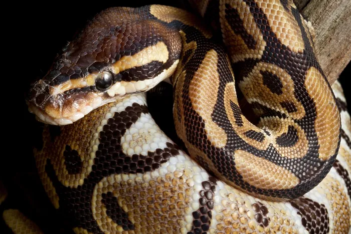 Framed Print : Ball Python (Python regius) Framed Print : Ball Python (Python regius)