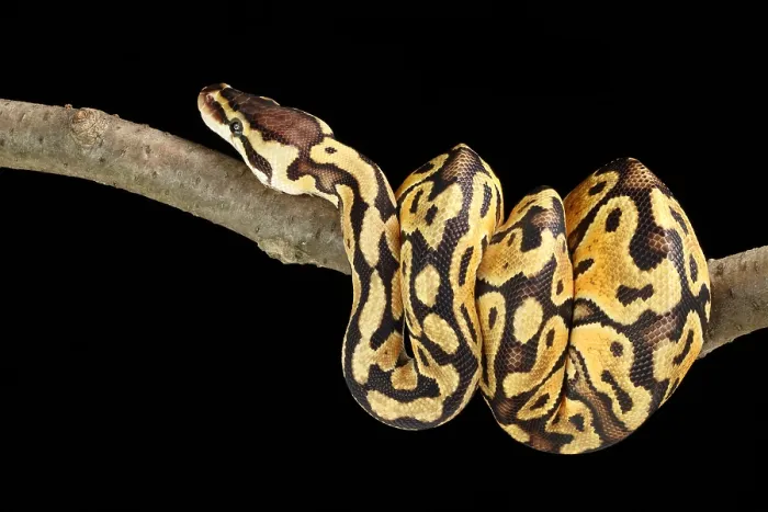 Framed Print : Ball Python (Python regius) Framed Print : Ball Python (Python regius)
