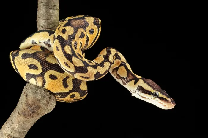 Framed Print : Ball Python (Python regius) Framed Print : Ball Python (Python regius)