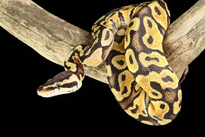 Framed Print : Ball Python (Python regius)