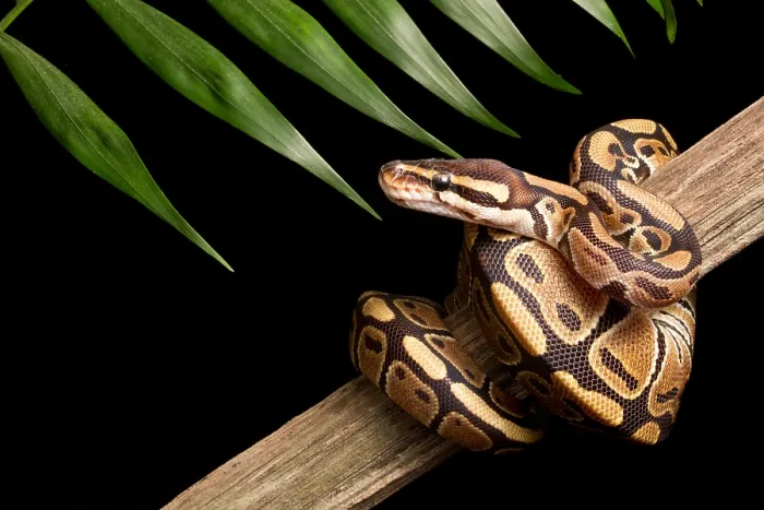 Framed Print : Ball Python (Python regius) on branch Framed Print : Ball Python (Python regius) on branch