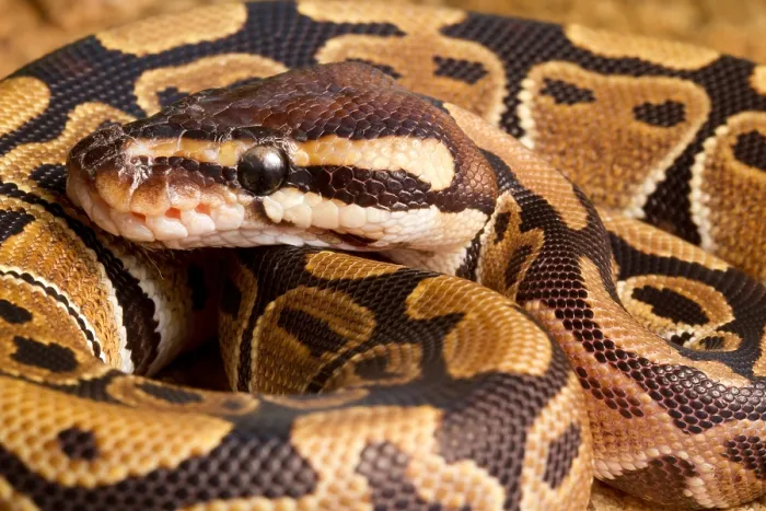 Framed Print : Ball Python (Python regius) close up Framed Print : Ball Python (Python regius) close up