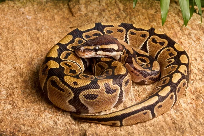 Framed Print : Ball Python (Python regius) coiled on rock Framed Print : Ball Python (Python regius) coiled on rock