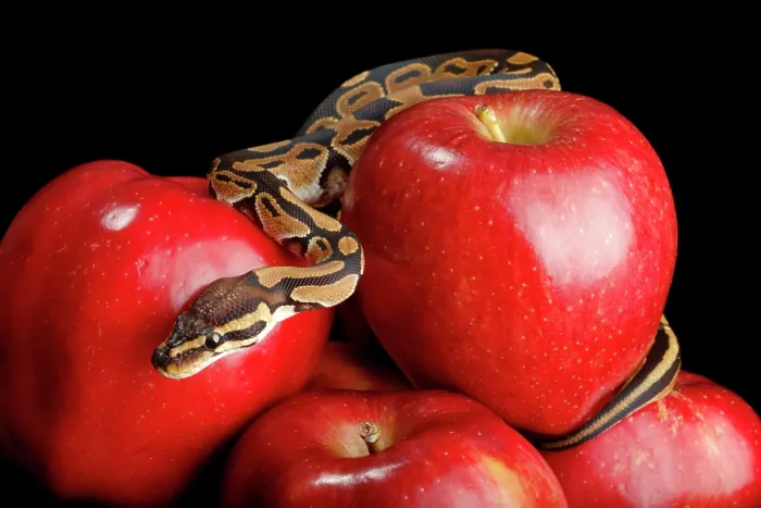 Framed Print : Ball Python on Red Apples Framed Print : Ball Python on Red Apples