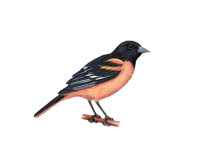 Framed Print : Baltimore Oriole