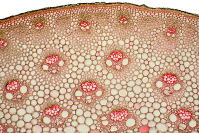 Framed Print : Bamboo Stem under a microscope Framed Print : Bamboo Stem under a microscope