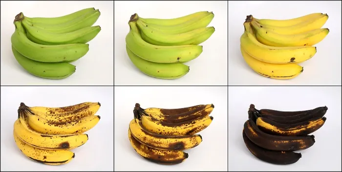Framed Print : Banana Ripening Sequence Framed Print : Banana Ripening Sequence
