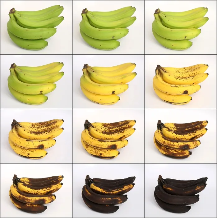 Framed Print : Banana Ripening Sequence Framed Print : Banana Ripening Sequence
