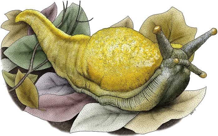 Framed Print : Banana Slug Framed Print : Banana Slug