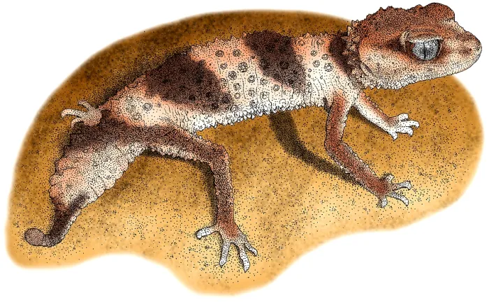 Framed Print : Banded Knob Tailed Gecko