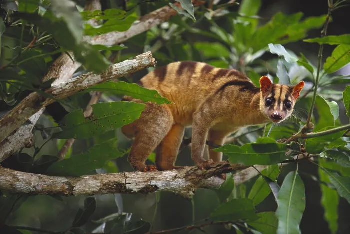 Framed Print : Banded Palm Civet