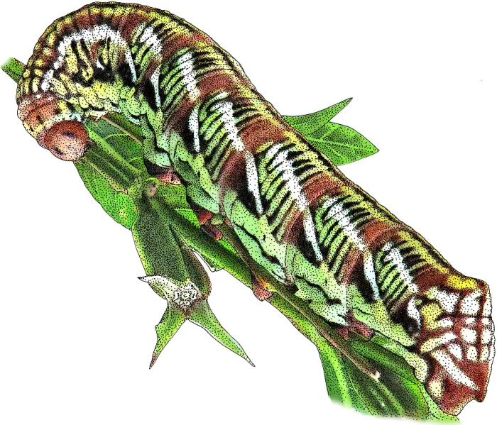 Framed Print : Banded sphinx moth caterpillar Framed Print : Banded sphinx moth caterpillar