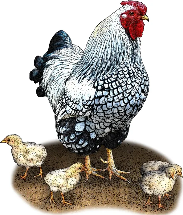 Framed Print : Bantam Chicken, Illustration Framed Print : Bantam Chicken, Illustration