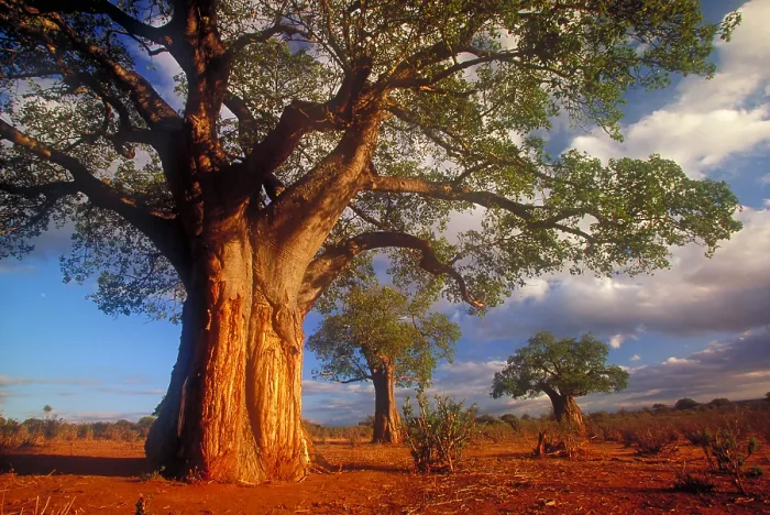Framed Print : Baobab trees Framed Print : Baobab trees