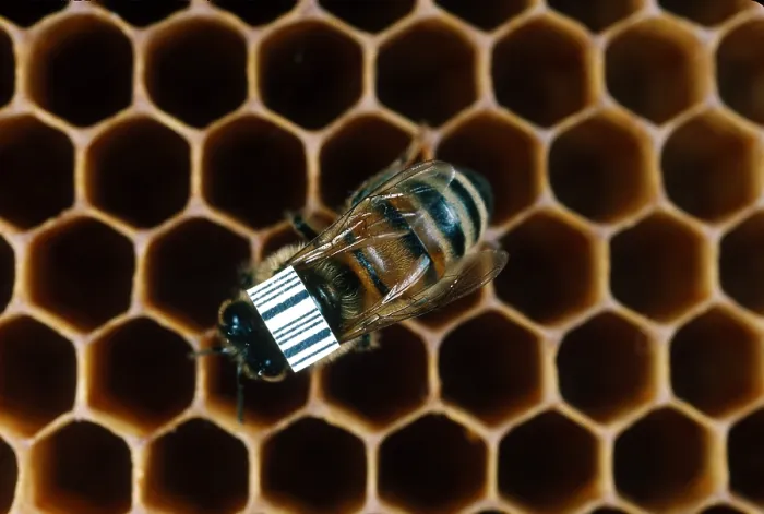 Framed Print : Bar-coded Honeybee