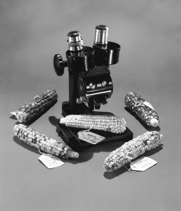 Framed Print : Barbara McClintock's Microscope with Corn Framed Print : Barbara McClintock's Microscope with Corn