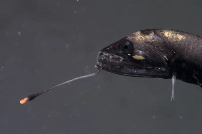 Framed Print : Barbeled Dragonfish Framed Print : Barbeled Dragonfish
