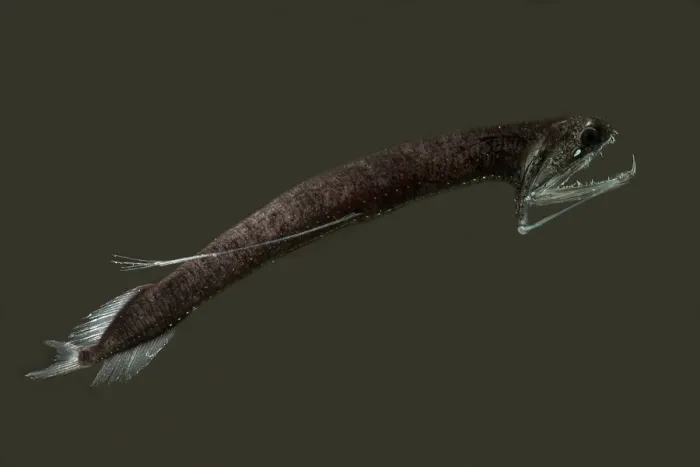 Framed Print : Barbeled Dragonfish Framed Print : Barbeled Dragonfish