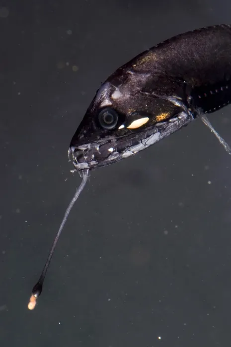 Framed Print : Barbeled Dragonfish Framed Print : Barbeled Dragonfish