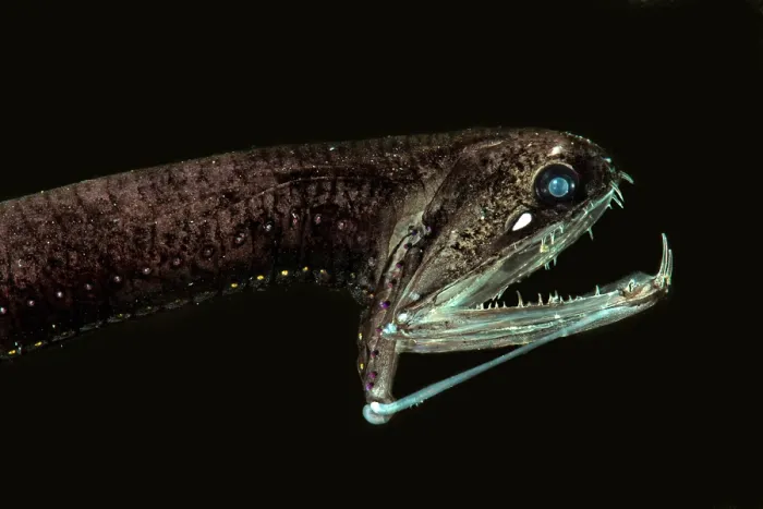 Framed Print : Barbeled Dragonfish Framed Print : Barbeled Dragonfish