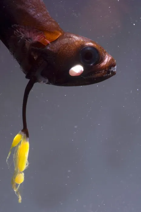 Framed Print : Barbeled Dragonfish