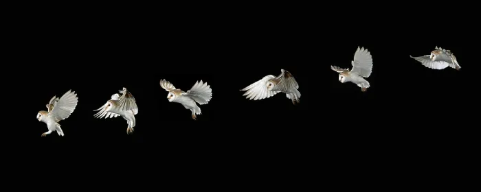 Framed Print : Barn owl in flight Framed Print : Barn owl in flight
