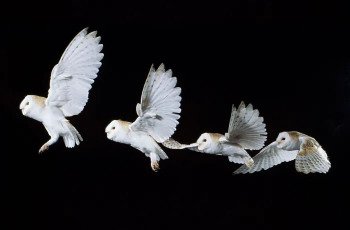 Framed Print : Barn Owl Flying Framed Print : Barn Owl Flying