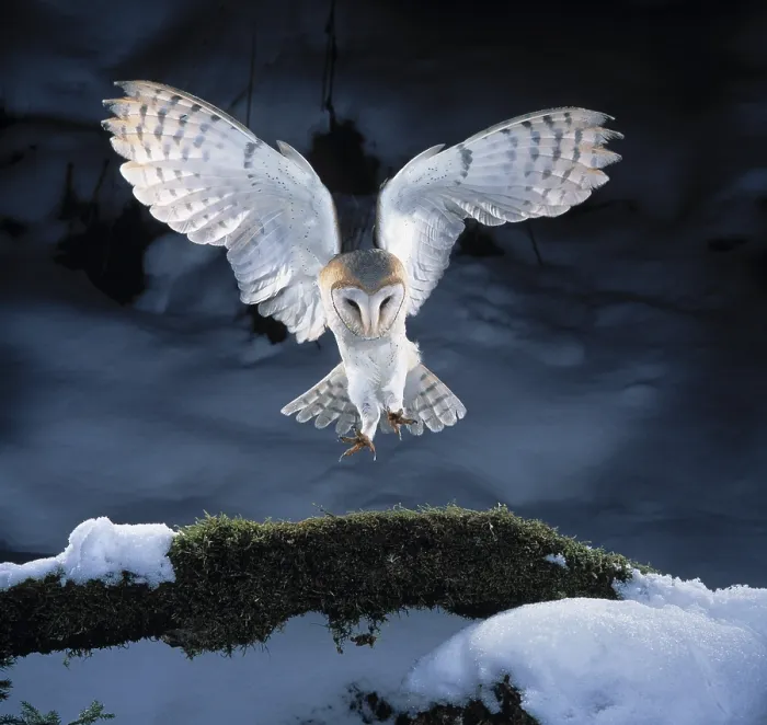 Framed Print : Barn owl landing