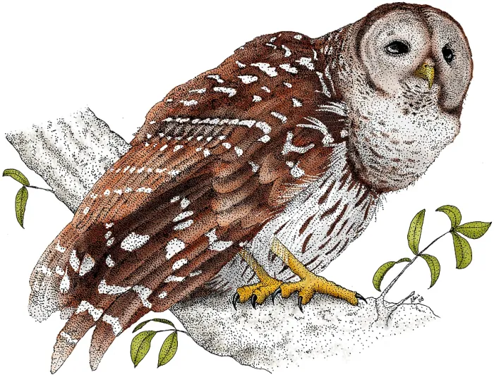 Framed Print : Barred Owl Framed Print : Barred Owl