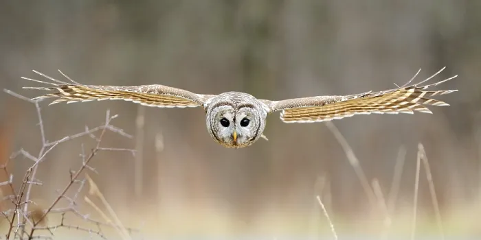 Framed Print : Barred Owl in Flight Framed Print : Barred Owl in Flight