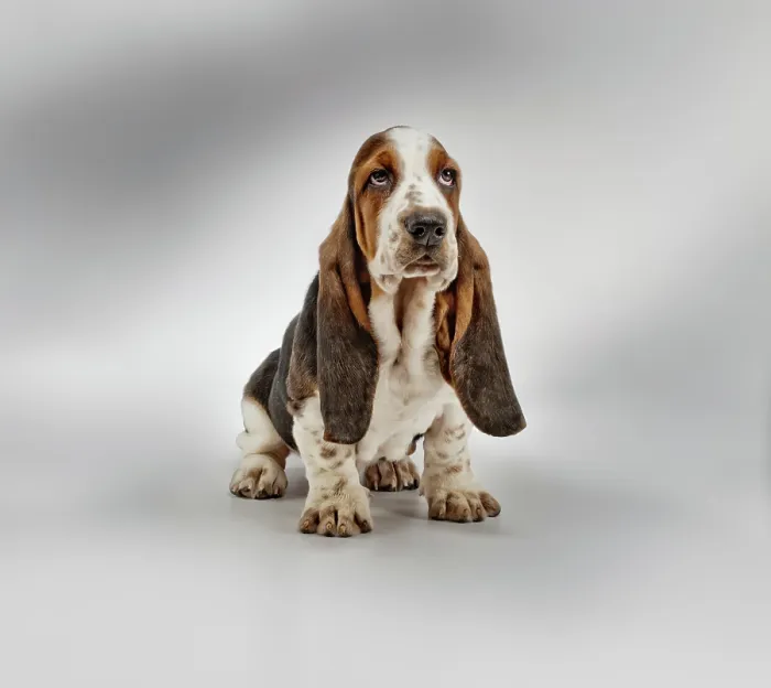 Framed Print : Basset hound