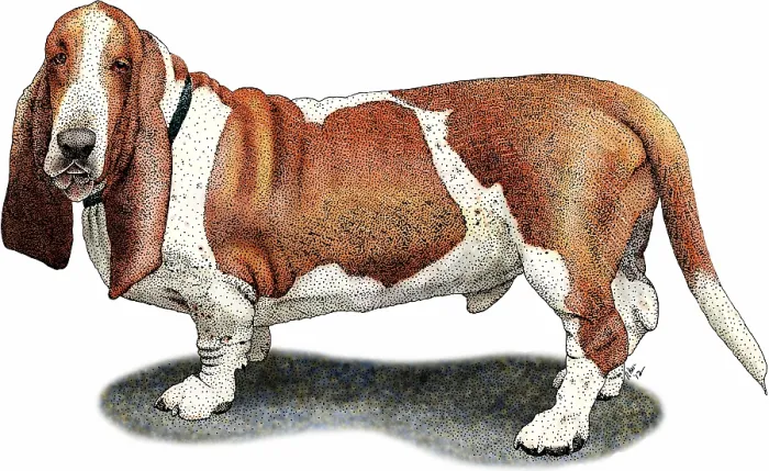 Framed Print : Basset hound