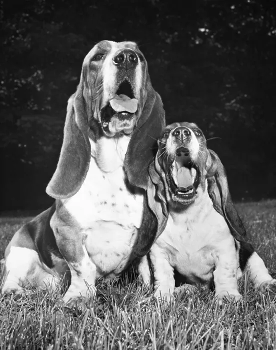 Framed Print : Basset Hounds Framed Print : Basset Hounds