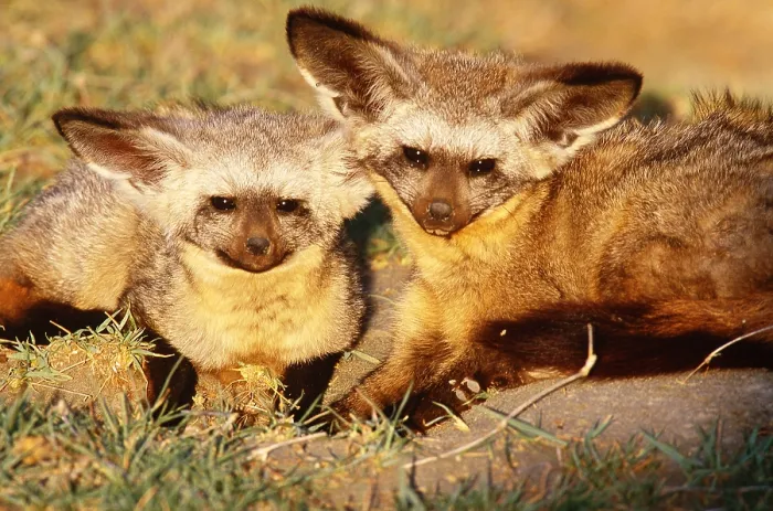 Framed Print : Bat-eared foxes, Tanzania