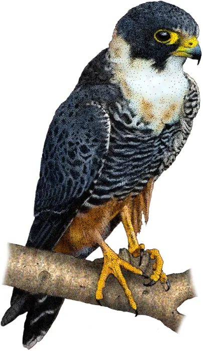 Framed Print : Bat falcon Framed Print : Bat falcon