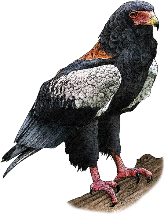 Framed Print : Bateleur. Illustration of a Bateleur eagle (Terathopius ecaudatus)