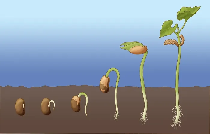 Framed Print : Bean Seed Germination, Illustration