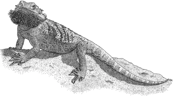 Framed Print : Bearded Dragon Framed Print : Bearded Dragon