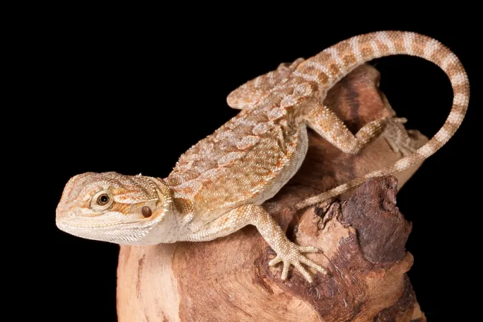 Framed Print : Bearded Dragon (Pagona) Framed Print : Bearded Dragon (Pagona)