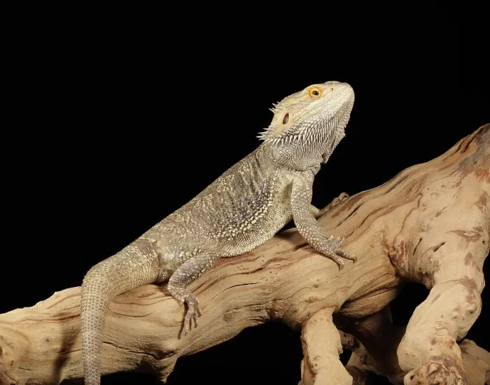 Framed Print : Bearded Dragon (Pagona) full body