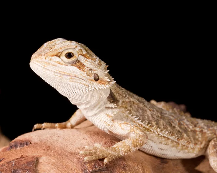 Framed Print : Bearded Dragon (Pagona) portrait Framed Print : Bearded Dragon (Pagona) portrait