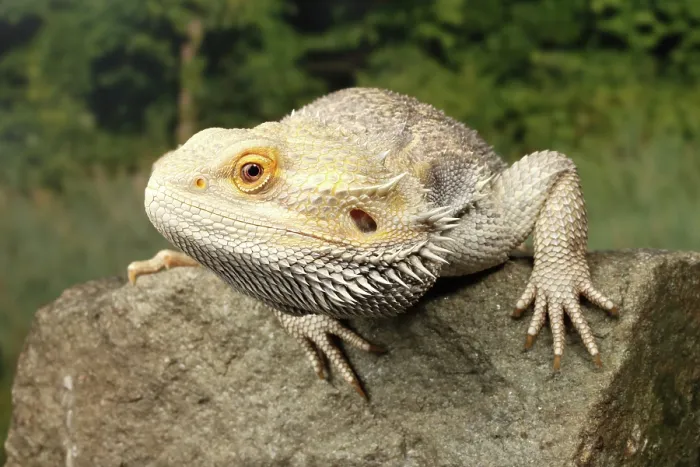 Framed Print : Bearded Dragon (Pagona) on a rock Framed Print : Bearded Dragon (Pagona) on a rock