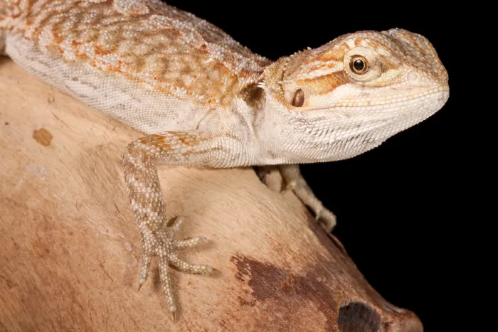 Framed Print : Bearded Dragon (Poggona) portrait Framed Print : Bearded Dragon (Poggona) portrait